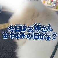 お姉さんを迎えに来たボンドくん6