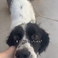 テトくんが幸せを掴むまで