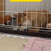 業者さんが来た日のはなちゃん7