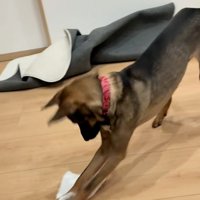 雑巾掛けをする犬