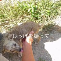 尻尾を振ってくれた