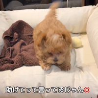 犬生一週目の怒り方♡