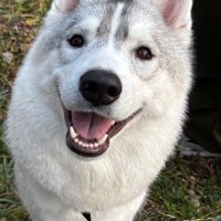 可愛らしい顔の男の子