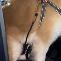 向きを変える犬