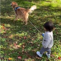 歩く男の子と犬1