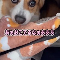 怒る中型犬
