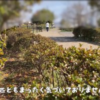隠れて様子をうかがいます