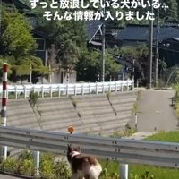 山奥で放浪する犬