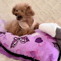 吠えるくぅちゃん