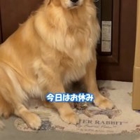 玄関で座り続ける犬