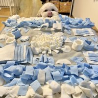 ノーズワーク