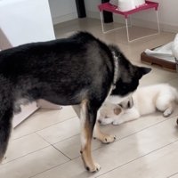 再び子犬を確認する犬