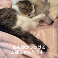 ローズちゃんとロイくんのお昼寝