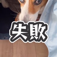 スリッパを確保する中型犬