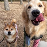 公園をお散歩中の2匹