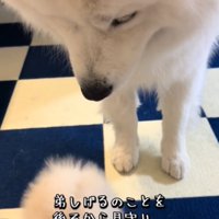 見つめる犬1