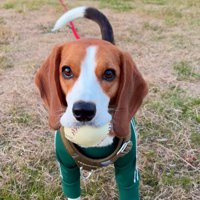 悲しそうな表情の犬