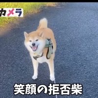 拒否柴のおもちくん