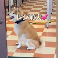 レジの方を見つめて座る犬