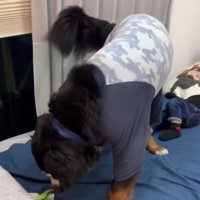 女の子の足元へ行く大型犬