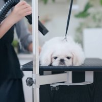 ドライヤーされるもち太くん
