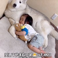 犬を枕にして眠る男の子5