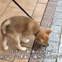 道のタイルに顔を近づける子犬