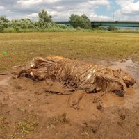 泥だらけになった大型犬