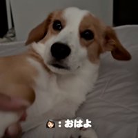 引いたような犬