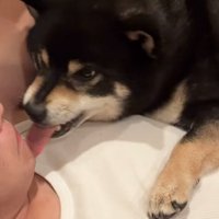 息子さんの口を舐める黒柴
