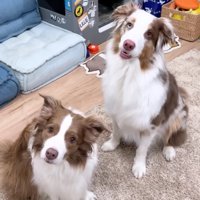 「たまちゃんが来るよ」