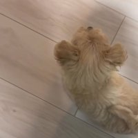見失うきびちゃん