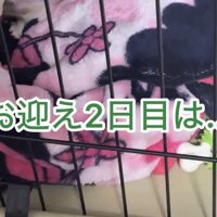 毛布の中で眠る犬