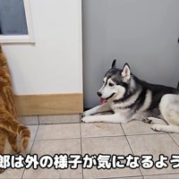 茶太郎ちゃんは余裕です