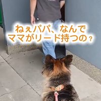 犬の後ろ姿2
