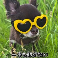 チワワ三兄弟のための購入品紹介2