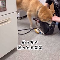 荷物を漁り始めました（笑）