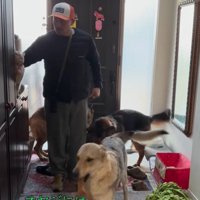 大型犬たちのお出迎え⑩