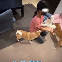 女の子の周りに集まる犬5