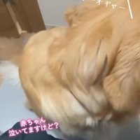 後ろを向く犬