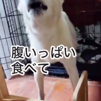 ご飯もいっぱい食べられる