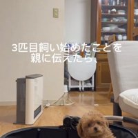 ティーカッププードルをお迎え