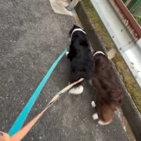 並んで歩く2匹