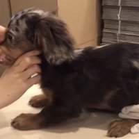 口元をチェックされる犬