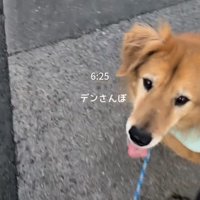 散歩中の犬