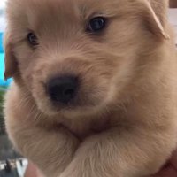 かーる君の成長記録