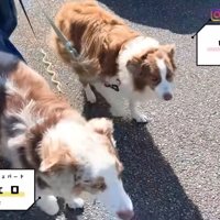 リーリエちゃんとガルチェロくん