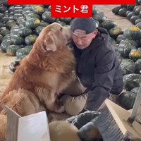 カボチャ農園のお手伝い