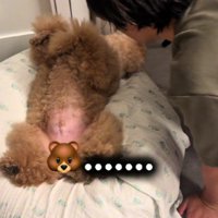 全然起きないピンちゃん
