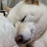 当たり前のように熟睡した